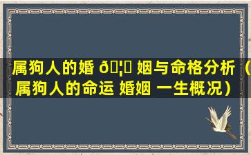 属狗人的婚 🦄 姻与命格分析（属狗人的命运 婚姻 一生概况）